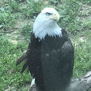 Bald Eagle