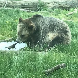 Grizzly Bear Eating Ice