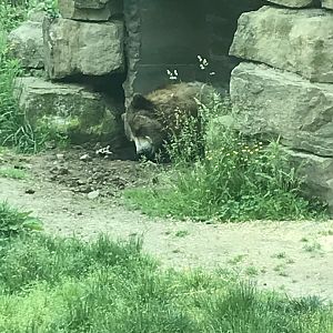 Grizzly Bear Resting