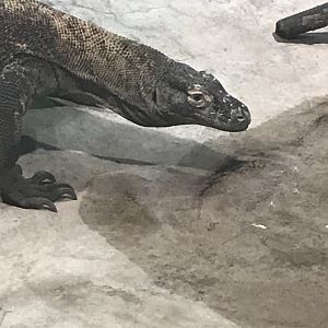 Komodo Dragon