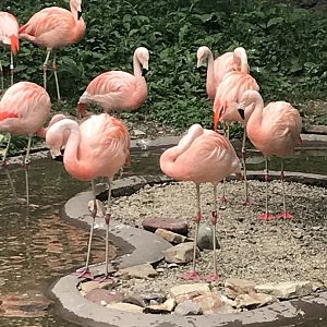 Chilean Flamingos