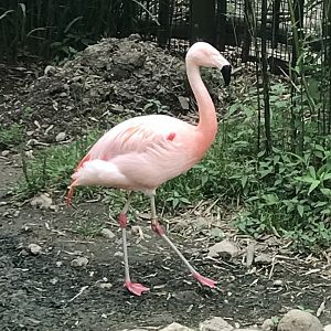 Chilean Flamingo