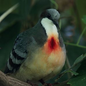 Bleeding heart pigeon