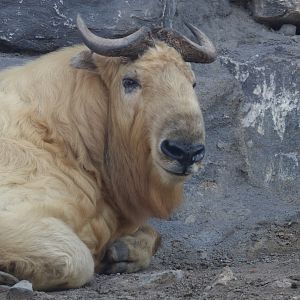 Golden takin