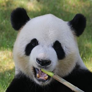 Giant panda