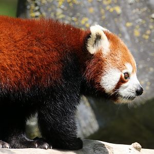 Red panda