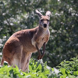 Red kangaroo