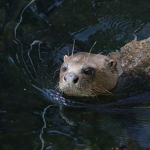 Giant otter