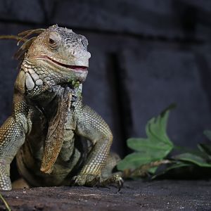 Green iguana