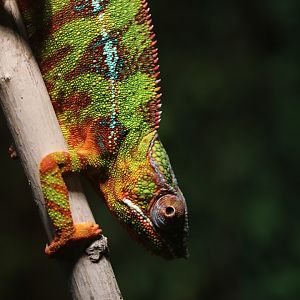 Panther chameleon