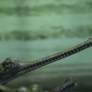Gharial