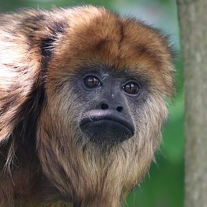 Black howler monkey