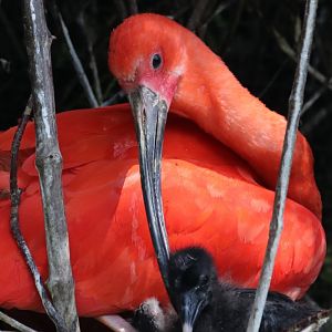 Scarlet ibis