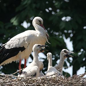 White storks