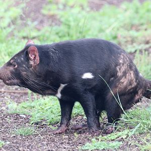 Tasmanian devil