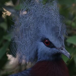 Southern crowned pigeon