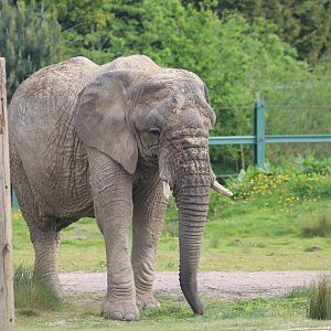 African elephant, Mondula
