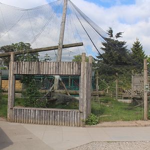 Ruffed lemur enclosure in the 'walk-round' area