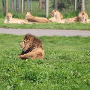 African lion group