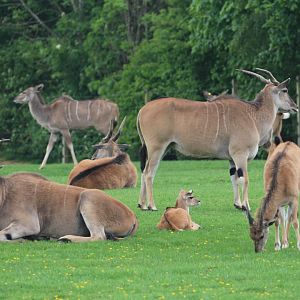 Eland herd (with kudu friend)