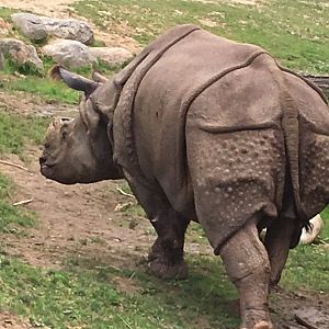 Greater One-Horned Rhino