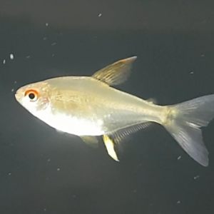 Lemon tetra - Hyphessobrycon pulchripinnis