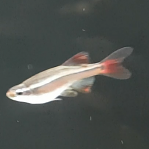 Tanichthys albonubes "linni"