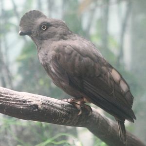 Guyana cock-of-the-rock - female