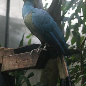 Great blue touraco