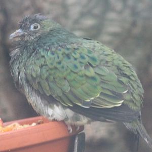Young Superb fruit-dove