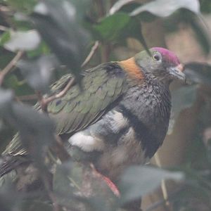 Superb fruit-dove - male