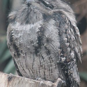 Tawny frogmouth