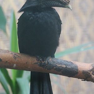 Sulawesi tariktic hornbill - female