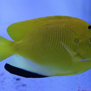 Apolemichthys trimaculatus