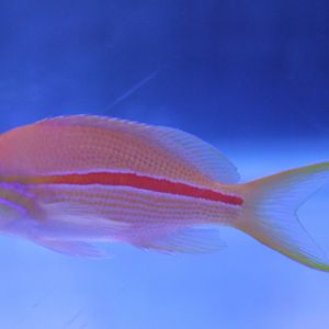 Pseudanthias fasciatus