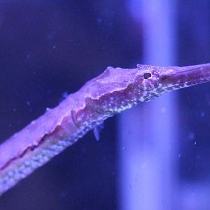 Pipefish ID