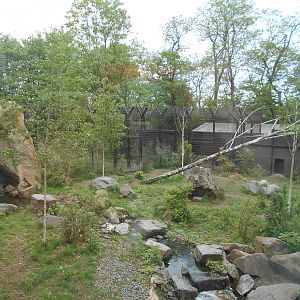 Amur Tiger enclosure