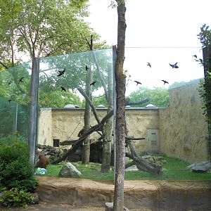Primate House - Orangutan outdoors