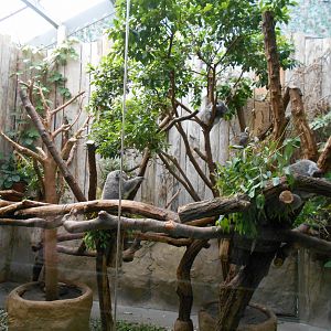 Koala enclosure