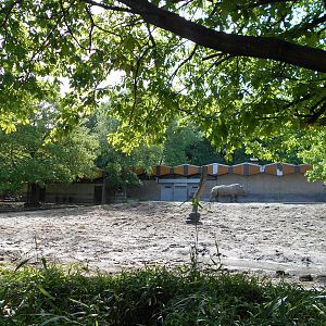 White Rhinoceros paddock
