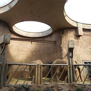 African Elephant indoors