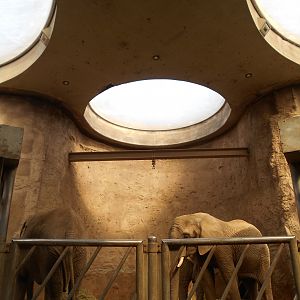 African Elephant indoors