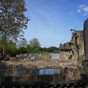 African Elephant paddock
