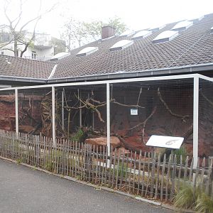 Ring-tailed Vontsira outdoors