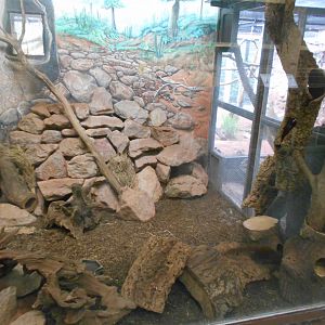 Ring-tailed Vontsira indoors