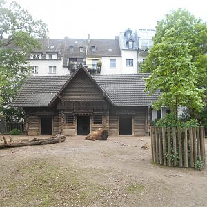 American Bison paddock