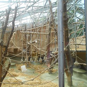 Ape House - Orangutan indoors complex