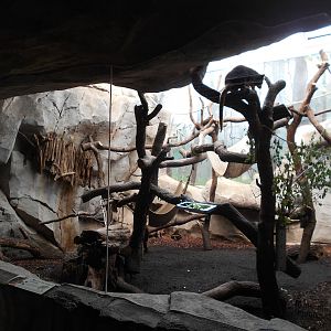 Regenwald - Matschie's Tree Kangaroo enclosure