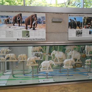 Elephant House - Evolution display