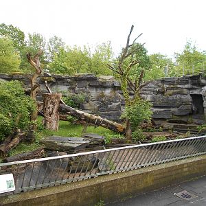 Sun Bear enclosure